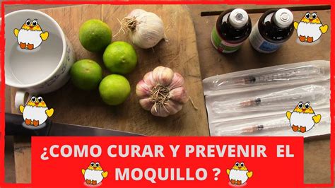 Como Curar El Moquillo En Pollos Gallos Y Gallinas Ll Remedio Casero