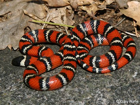 Arizona Coral Snake | All About Snake World - Snake Tattoo Design