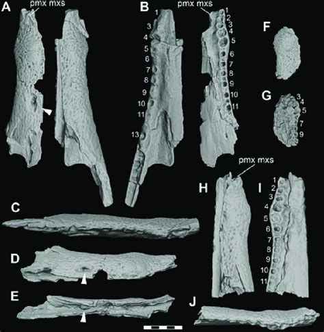 Orthographic image of 3D digital models of maxillae of juvenile and ...