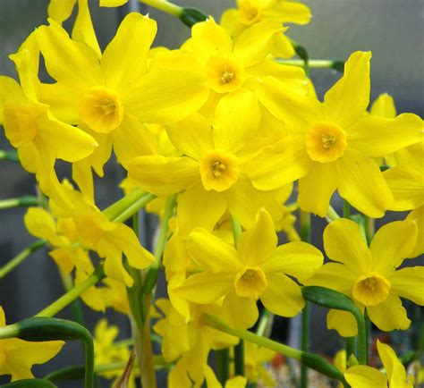 Narcissus jonquilla - Riverside Garden Centre