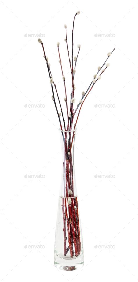 Twigs Of Pussy Willow In Glass Vase Isolated Stock Photo By Vvoennyy