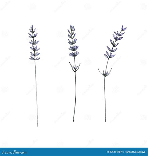 Set Of Three Sprigs Of Lavender Watercolor Illustration Stock