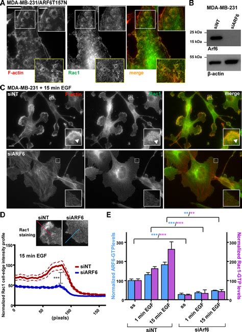 Rac1 Localizes In Ventral Actin Rich Rosettes And ARF6 Is Required For