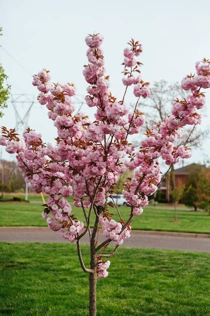 Linda Flor Em Flor De Cerejeira Ou Sakura Flor De Sakura Ou Flor De