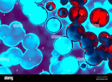 Shape of bacterial cell: cocci, bacilli, spirilla bacteria background Stock Photo - Alamy