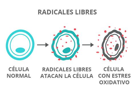 RADICALES LIBRES Mind Map