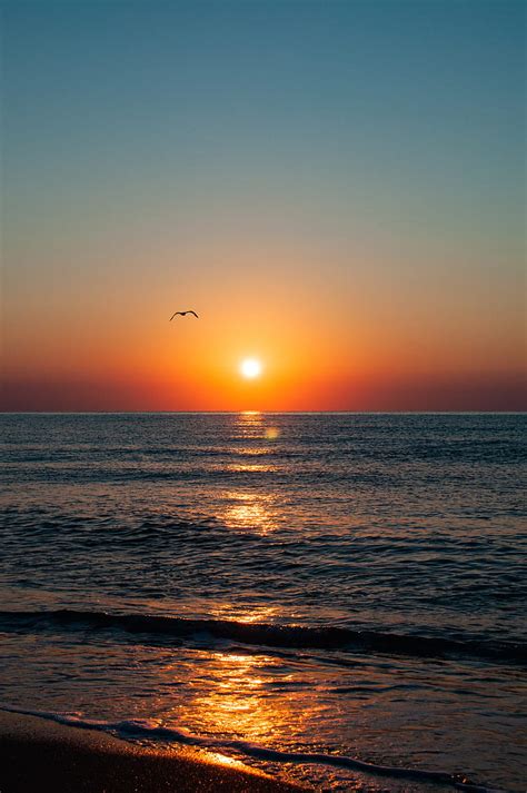 Sunset Seagull Sea Coast Glare Horizon HD Phone Wallpaper Peakpx