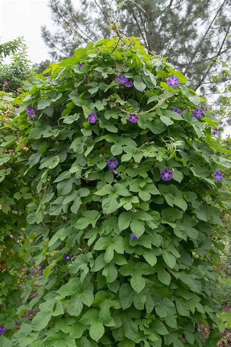 How to Grow Morning Glory in a Container | Gardener’s Path