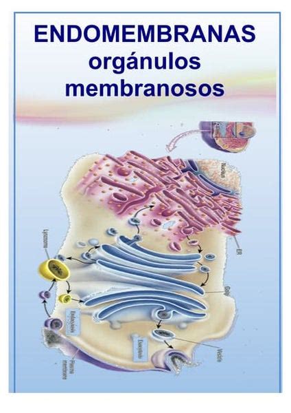 Organelos Membranosos Características Y Función