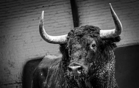 Conozca El Orden De Lidia De Los Toros De Garcigrande Domingo