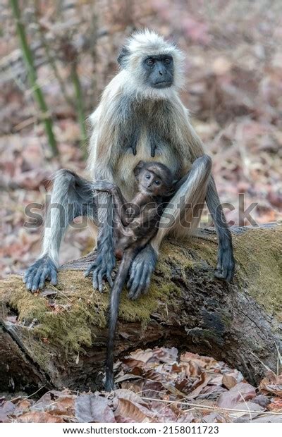 Female Gray Langurs Called Hanuman Langurs Stock Photo