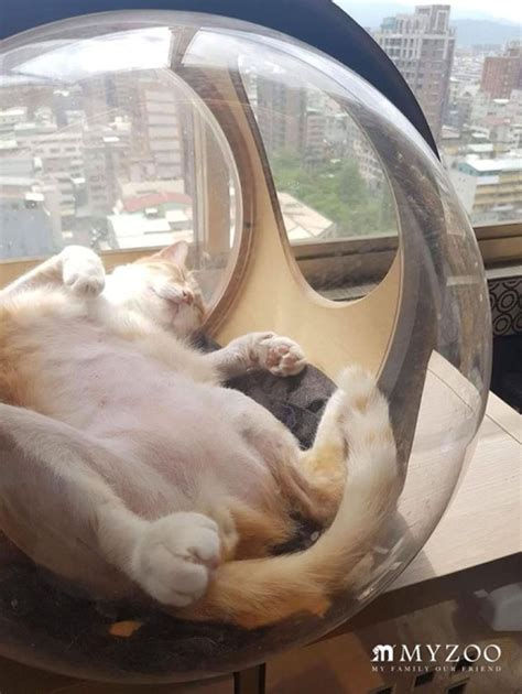 Spaceship Inspired Cat Beds That Cost Pics