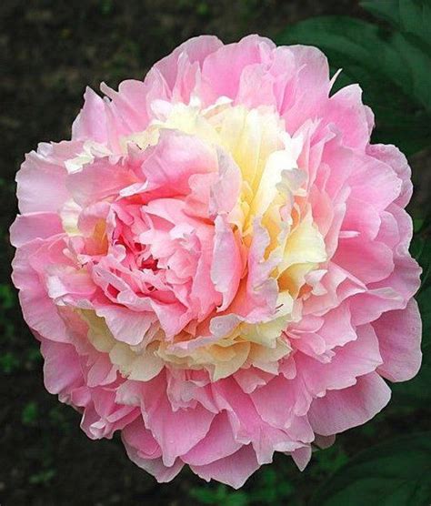 Paeonia ‘Whopper’ | Kiefer Nursery: Trees, Shrubs, Perennials