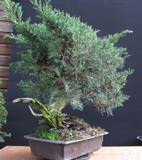 Re Styling A San Jose Juniper Bonsai