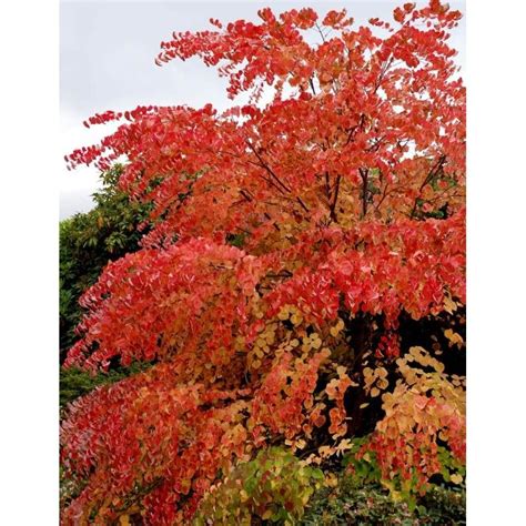 Cercidiphyllum Japonicum Is A Graceful Small Or Medium Sized Tree With