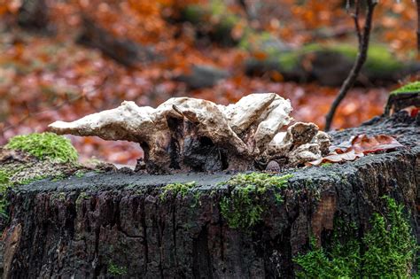 Mushroom Forest Autumn - Free photo on Pixabay - Pixabay