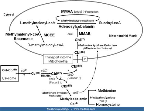 Methylmalonic Acidemia Medlink Neurology