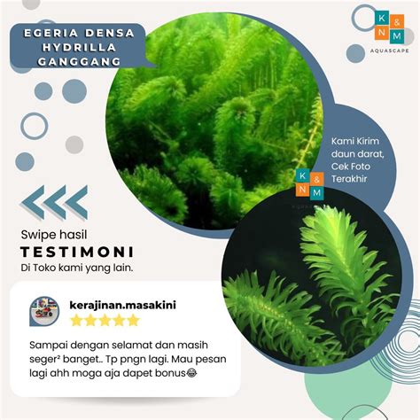 Jual Hydrila Hidrila Hydrilla Ganggang Tanaman Aquascape Aquarium