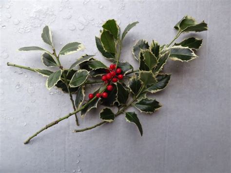 Variegated Berried Holly The Cottage Gardens Inc