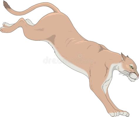 Leaping Cougar Stock Vector Illustration Of Aggressive 94221962