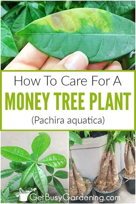 Money Tree Care Guide How To Grow Pachira Aquatica