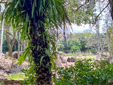 Adorable Baby Elephant Makes Her Debut At Animal Kingdom