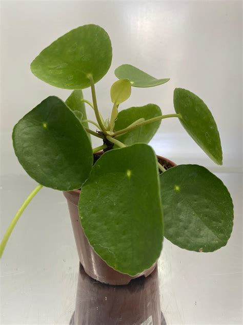 Pilea Planta Chinesa Do Dinheiro Floricultura Natuarte Flores