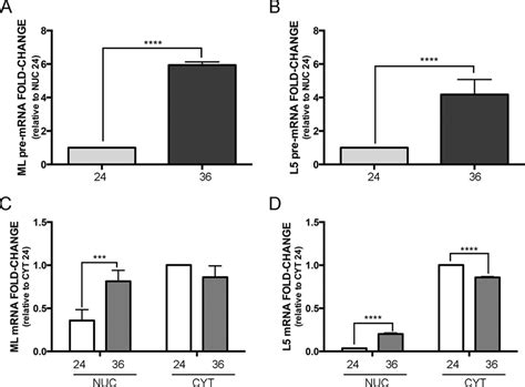 Quantitative Analysis Of Nuclear And Cytoplasmic Viral Late Mrna