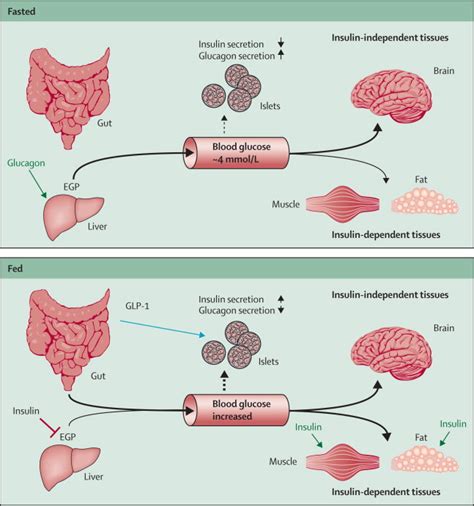 Type 2 Diabetes Across Generations From Pathophysiology To Prevention