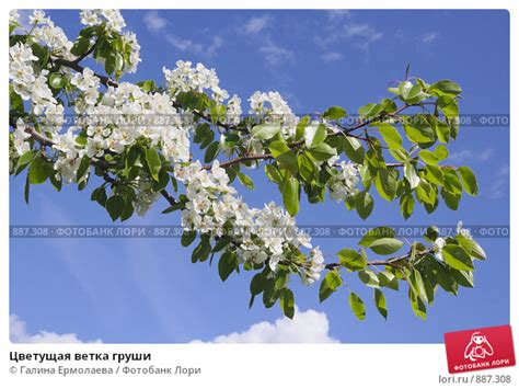 Цветущая ветка груши. Стоковое фото № 887308, фотограф Галина Ермолаева ...