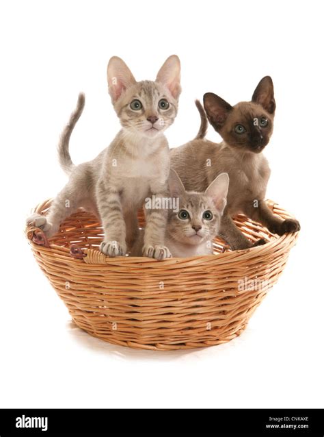 Kittens In Blue Basket Hi Res Stock Photography And Images Alamy