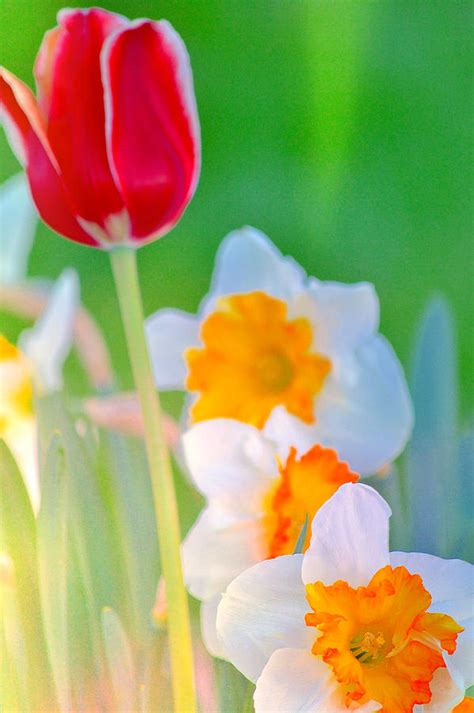 Tulip And Narcissuses Photograph By Joan Han Fine Art America