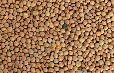 Red Vs. Green Vs. Brown Lentils – A Detailed Comparison