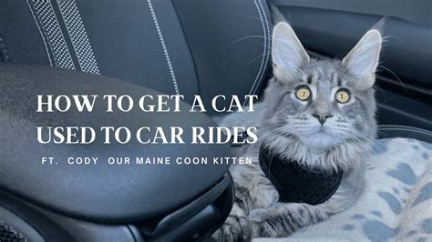 How To Get A Cat Used To Car Rides Youtube