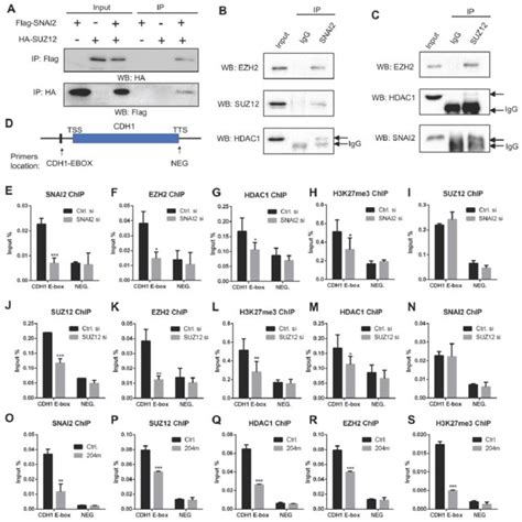 MiR 204 5p Inhibits The Recruitment Of SNAI2 PRC2 HDAC1 Complex To CDH1