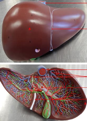 Liver Diagram Quizlet