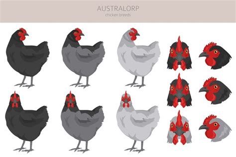 Australorp: Over 34 Royalty-Free Licensable Stock Illustrations & Drawings | Shutterstock