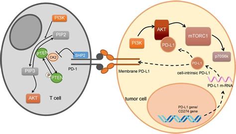 Clinical Implications Of The Interaction Between Pd Pd L And Pi K