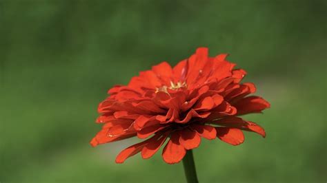 Zinnia N Roja Flor Foto Gratis En Pixabay Pixabay