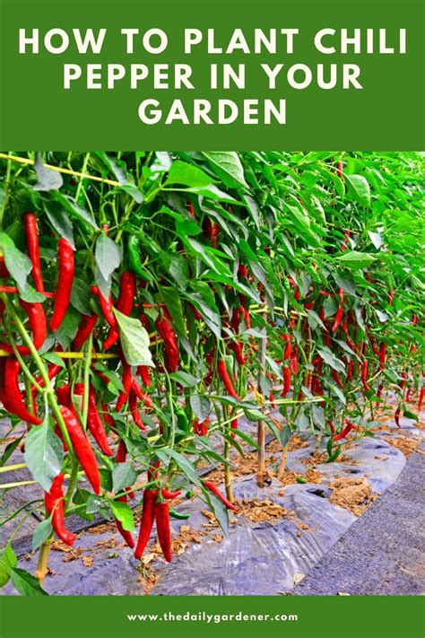 How to Plant Chili Pepper in Your Garden (Tricks to Care!)