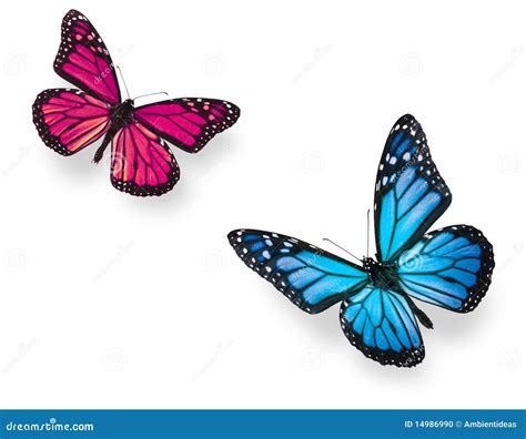 Monarch Butterfly Blue And Pink Stock Photo - Image of collection, monarch: 14986990