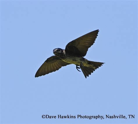 Tennessee Watchable Wildlife | 100 Common Birds of Tennessee | Purple ...