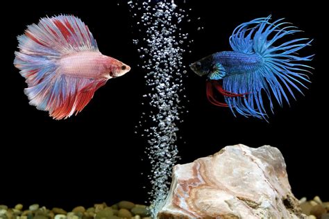 How Many Betta Fish in a 10-Gallon Tank – Our Helpful Guide