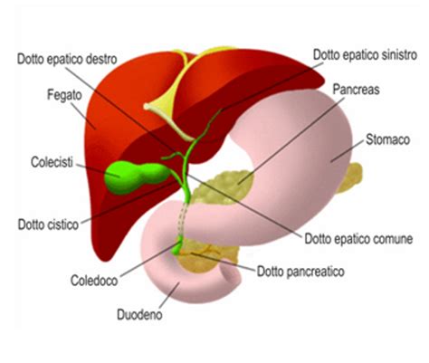 Interventi Sulle Vie Biliari Drenaggi E Stent