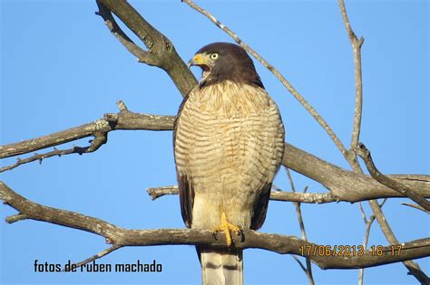 Gavilan Comun Accipiter Nisus Familia Accipitridae Flickr