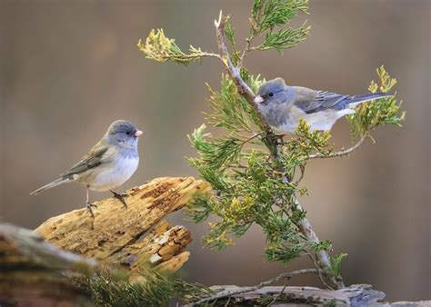 Premium AI Image | Beautiful Sparrow Birds