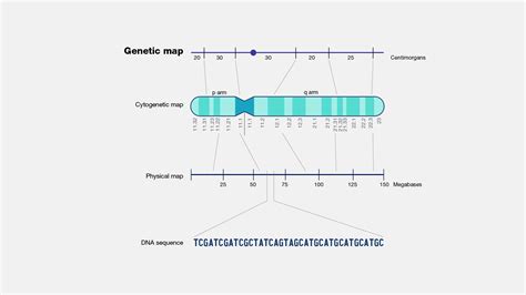 Genetic Map