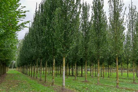 Ulmus Columella Ulmaceae Van Den Berk Nurseries