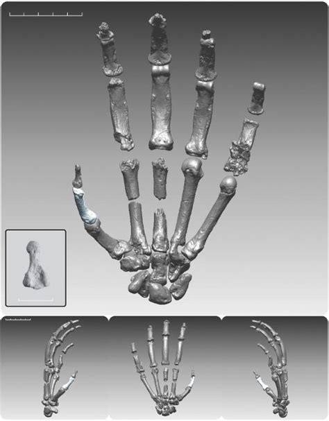 Ardipithecus Group of Human Ancestors