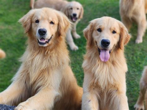 Tudo Sobre Golden Retriever